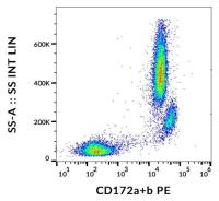 SIRP alpha + SIRP beta antibody [SE5A5] (PE)