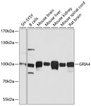 GluR4 antibody