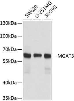 MGAT3 antibody
