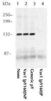 VAV1 (phospho Tyr160) antibody