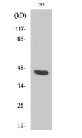 PSMD11 antibody