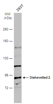 Dishevelled 2 antibody [N2C2], Internal