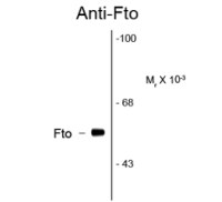 FTO antibody [5-2H10]