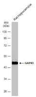GAP43 antibody