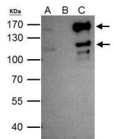 SETDB2 antibody [N1N2], N-term