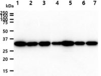 Cyclophilin E antibody [AT17E8]