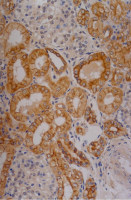 Cytokeratin 18 antibody [C-04] (FITC)