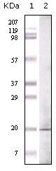 GLP antibody [1B7B4]