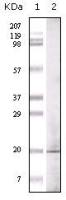 GLP antibody [1B7B4]
