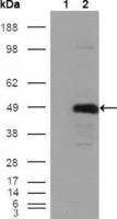 BHMT antibody [8C11H5]
