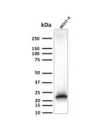 CD3 epsilon antibody [C3e/3125R]