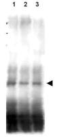Mer2 antibody