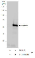TRIM27 antibody