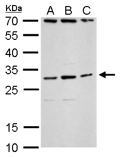 TLX3 antibody