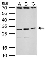 TLX3 antibody