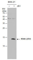 Japanese encephalitis virus NS4A antibody