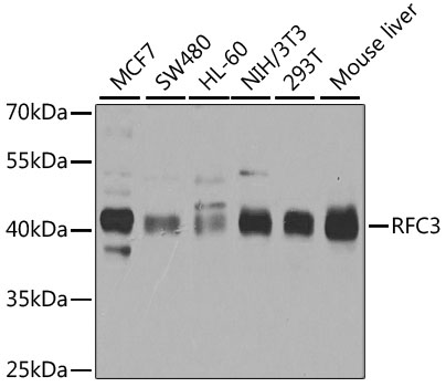 RFC3 antibody