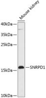 SNRPD1 antibody
