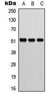 ATF2 (phospho Thr73) antibody