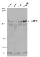 ARID1B antibody