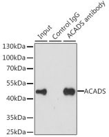 ACADS antibody