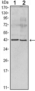 Apolipoprotein A5 antibody [1G5G9 (c),2G1H11G9B3]