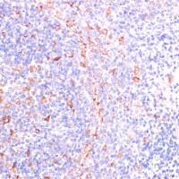 IKK epsilon antibody