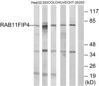 RAB11FIP4 antibody