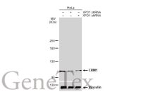 CRM1 antibody
