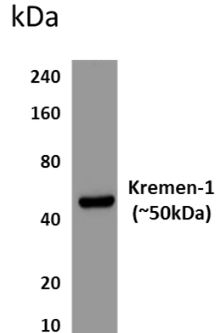 KREMEN1 antibody [6K45]
