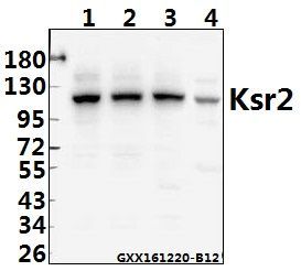KSR2 antibody