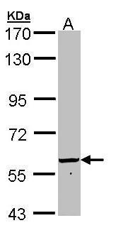 58K Golgi protein antibody [N1N3]