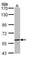 58K Golgi protein antibody [N1N3]