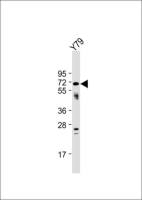 NEURL antibody, Internal