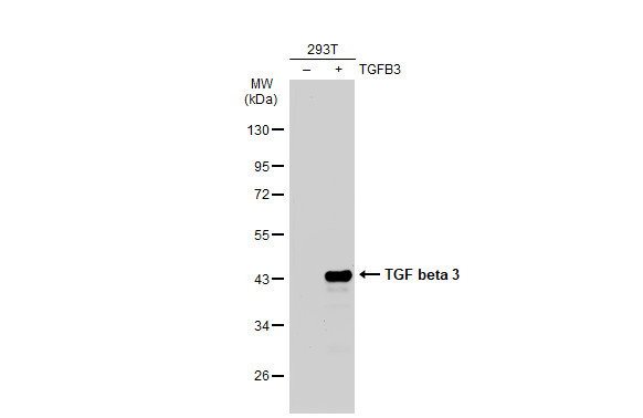 TGF beta 3 antibody