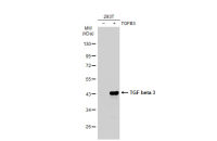 TGF beta 3 antibody