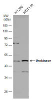 Urokinase antibody