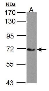 Cav beta 4 antibody [C3], C-term