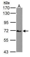 Cav beta 4 antibody [C3], C-term
