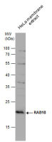 RAB18 antibody