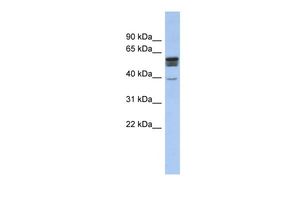 SPNS2 antibody, N-term