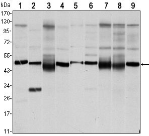 FOXD3 antibody [5G9]