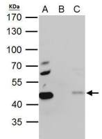 EBP1 antibody
