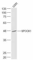 SPOCK1 antibody