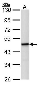 MEK1 antibody