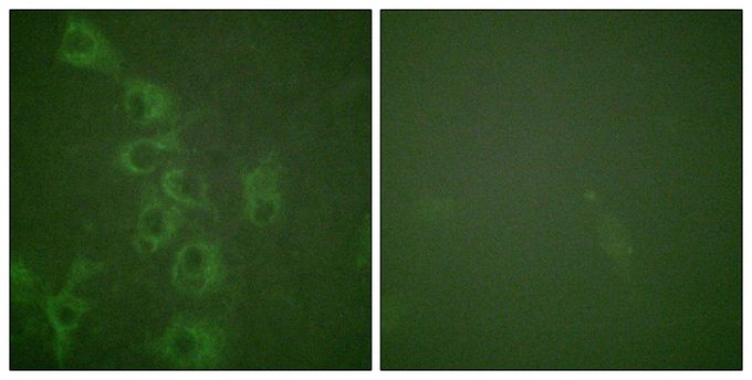 HRH1 (phospho Ser398) antibody