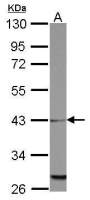 MRPL39 antibody
