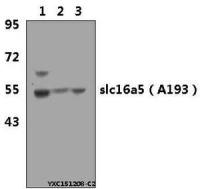 SLC16A5 antibody