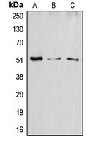 ATF2 antibody