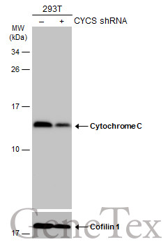 Cytochrome C antibody